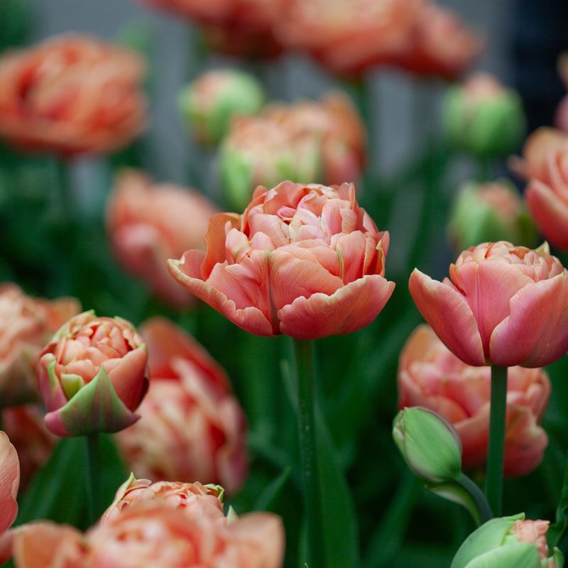 Tulipan 'Copper Image', Sen dobbel' - 5 stk