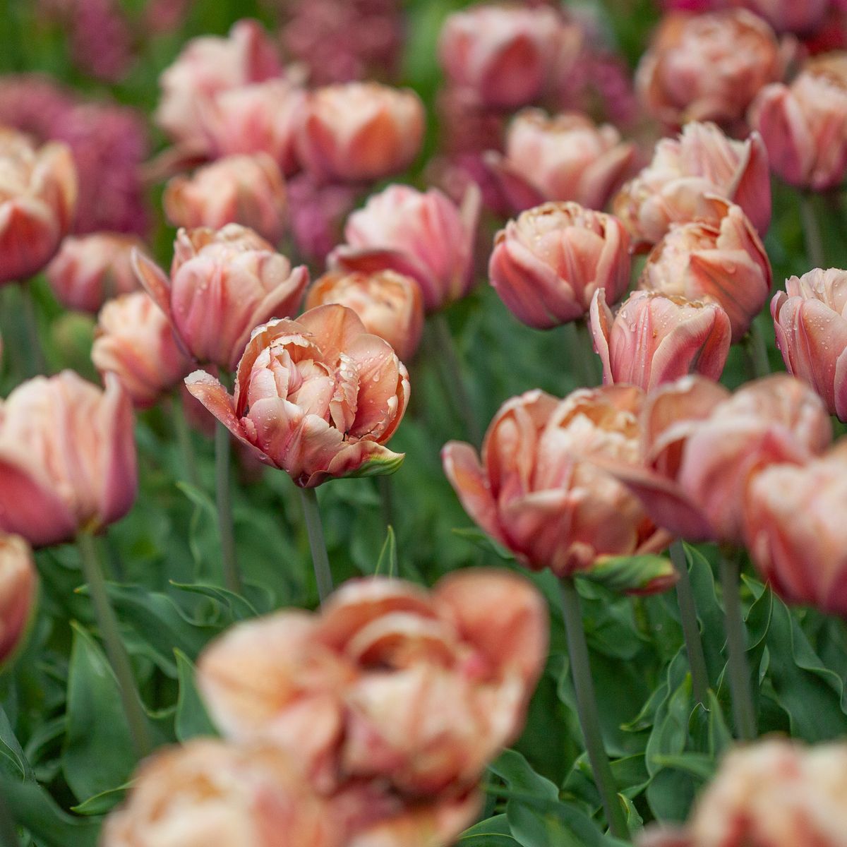 Tulipan 'La Belle Epoque' - 5 stk