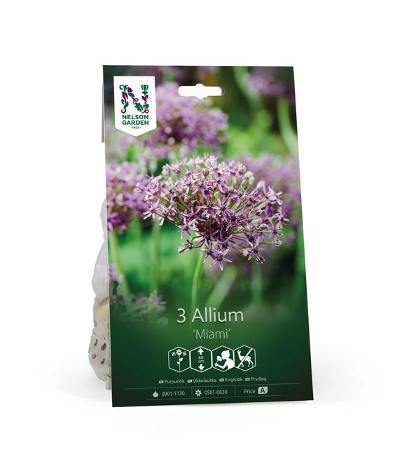 Hovedbilde Prydløk 'Miami' - Allium  - 3 stk