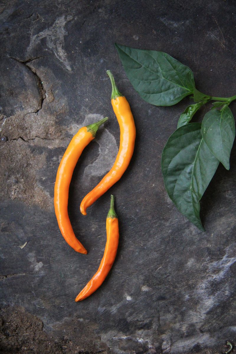 Chilipepper 'Kilián' - Capsicum annuum
