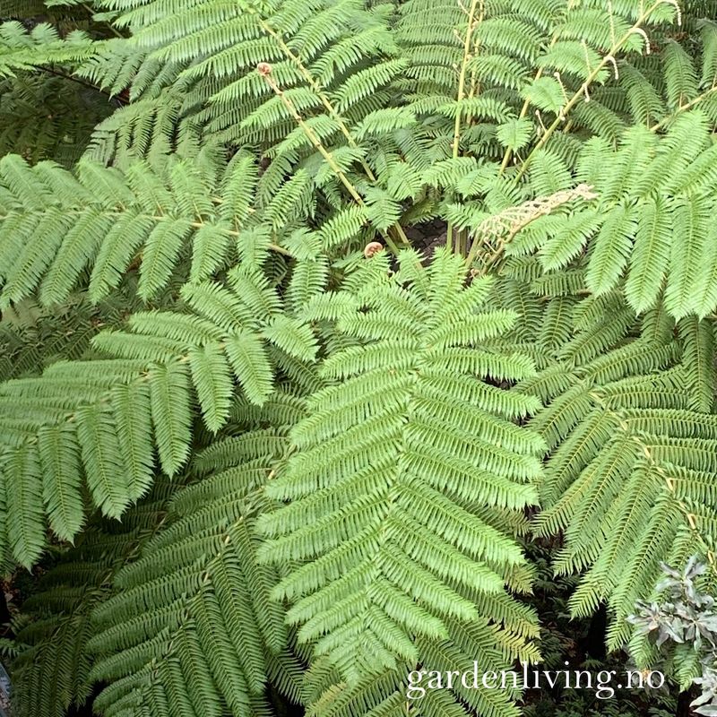 Trebregne - Dicksonia antarctica