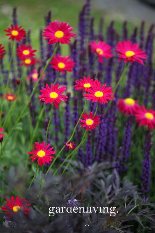 Rosekrage 'Robinson's red' - Tanacetum coccineum