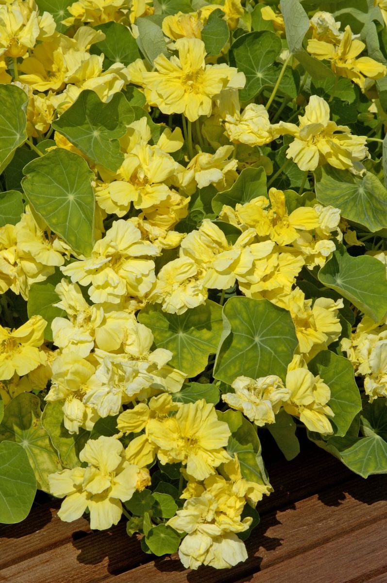 Blomkarse 'Whirlybird Cream - Tropaeolum majus