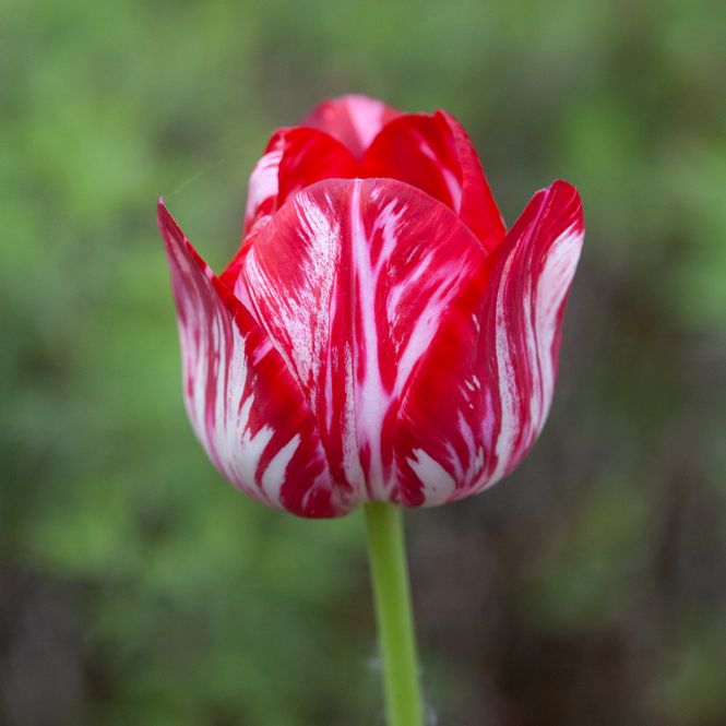Hovedbilde Historisk tulipan 'Rubella Broken' - Tulipa - 1 stk