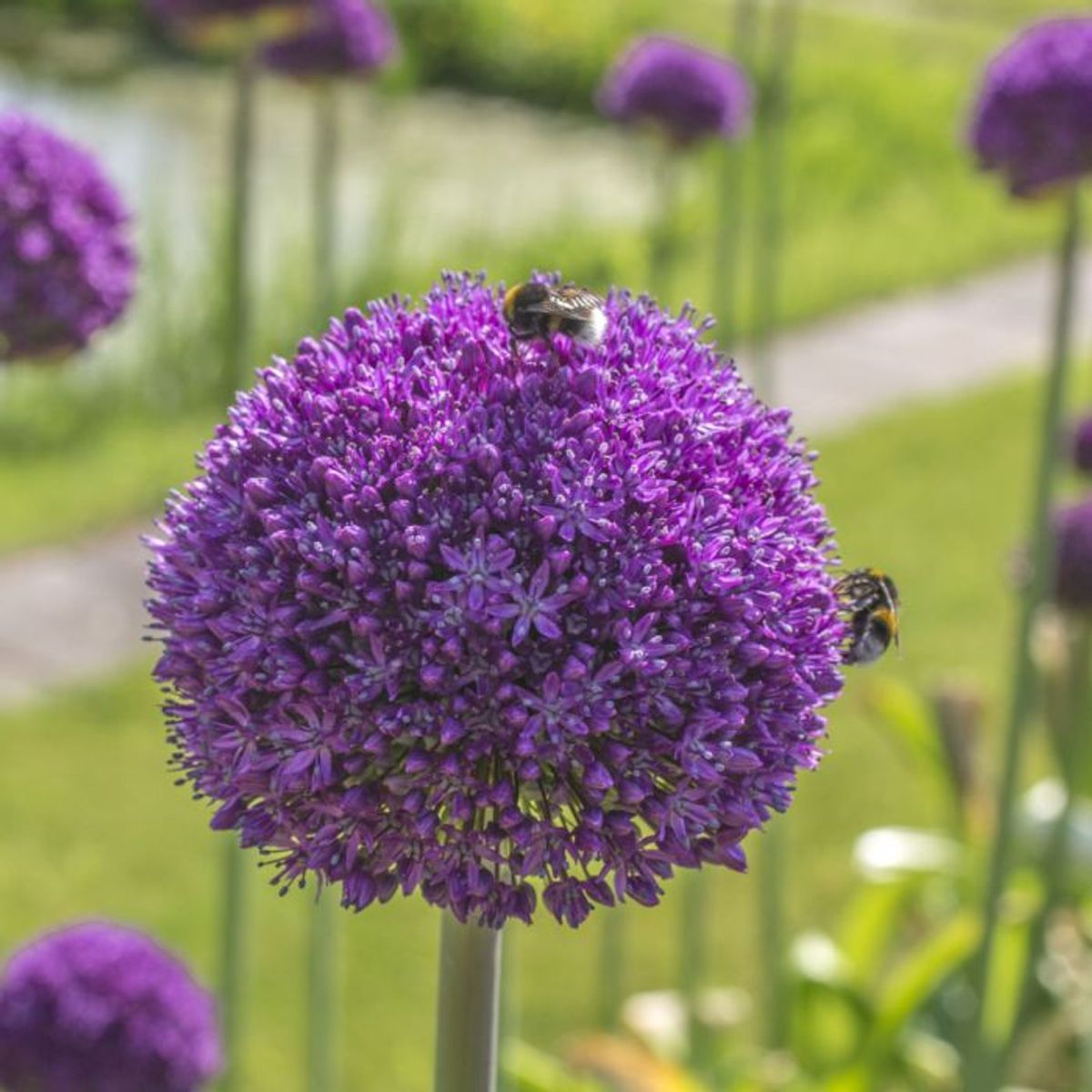 Kjempeløk 'Ambassador' - Allium giganteum - 1 stk