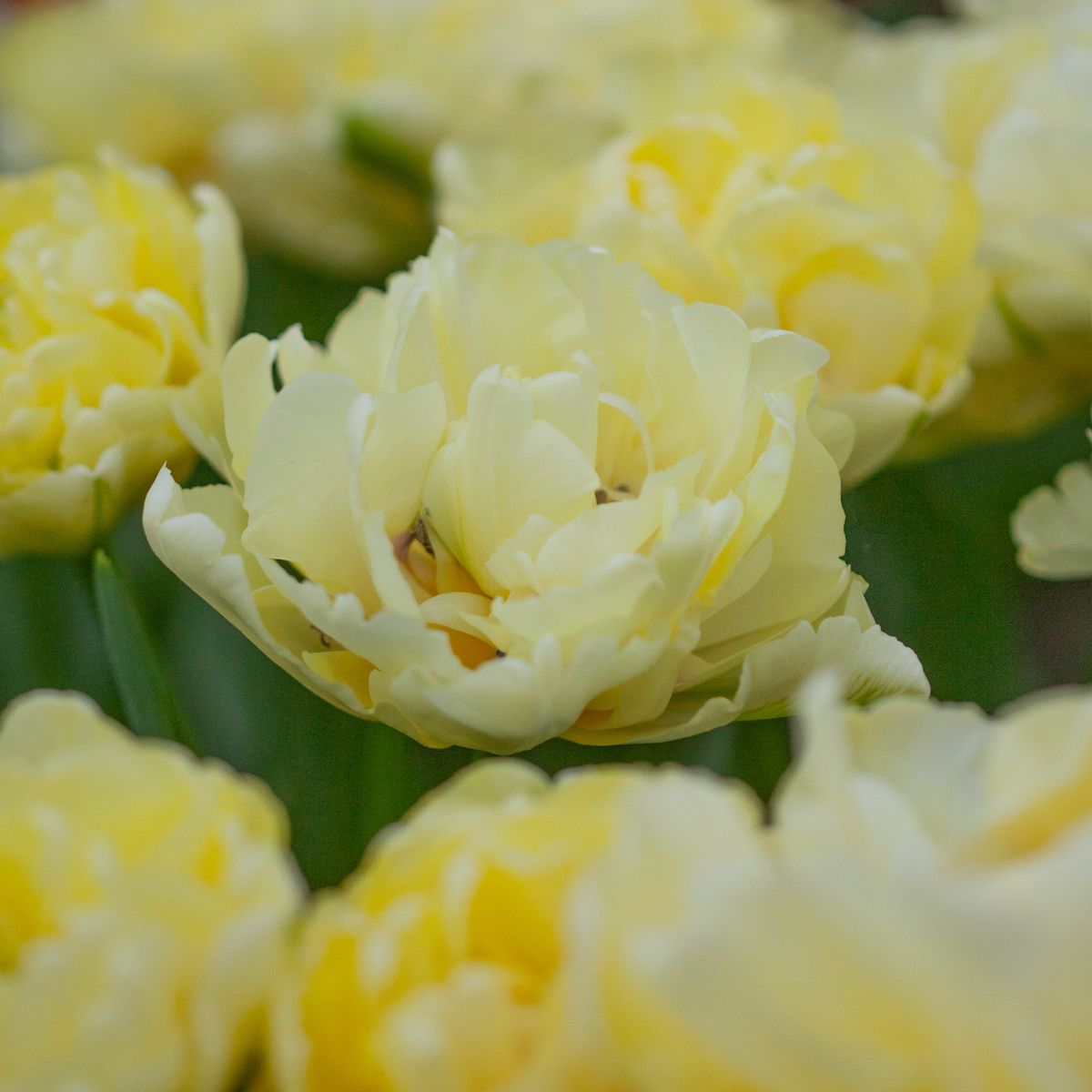 Tulipan 'Avant Garde', Tidlig dobbel - 7 stk