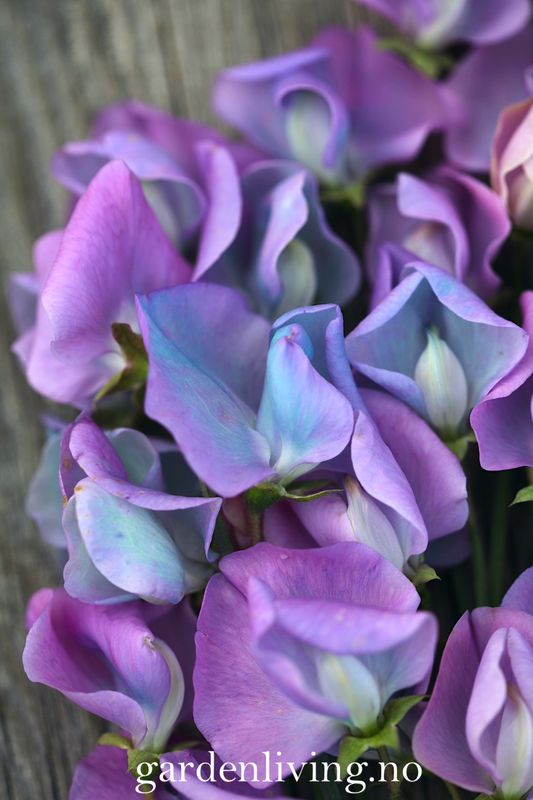 Blomsterert 'Turquoise Lagoon' - Lathyrus odoratus
