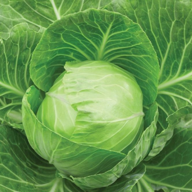 Hovedbilde Hodekål 'Kilastor' F1 - Brassica oleracea