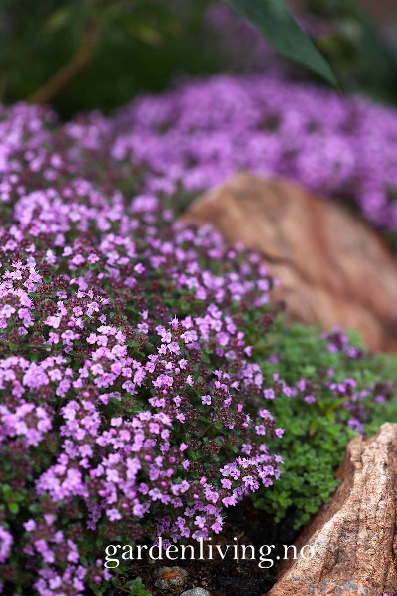 Kryptimian - Thymus serpyllum