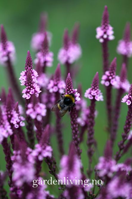 Hovedbilde Tårnjernurt 'Pink Spires' - Verbena hastata
