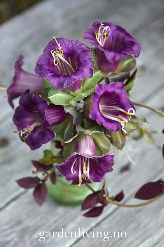 Klokkeranke - Cobaea scandens