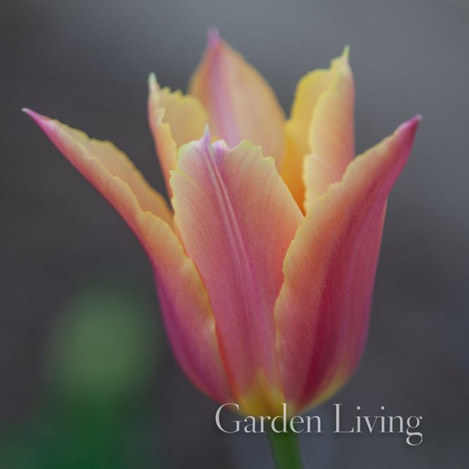 Hovedbilde Tulipan 'Marianne', liljeblomstrende - 8 stk
