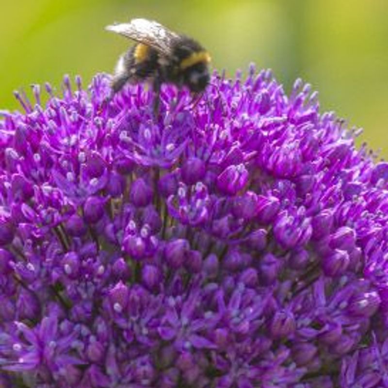 Kjempeløk 'Ambassador' - Allium giganteum - 1 stk