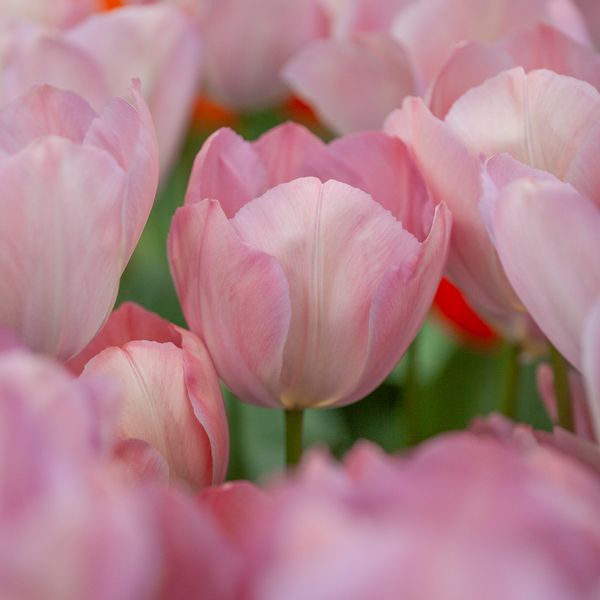 Hovedbilde Tulipan 'Mystique Van Eijk', darwinhybrid - 10 stk