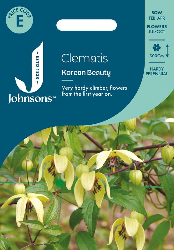 Klematis 'Korean Beauty' - Clematis chiisanensis