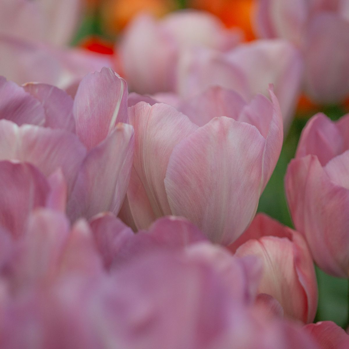 Tulipan 'Mystique Van Eijk', darwinhybrid - 10 stk