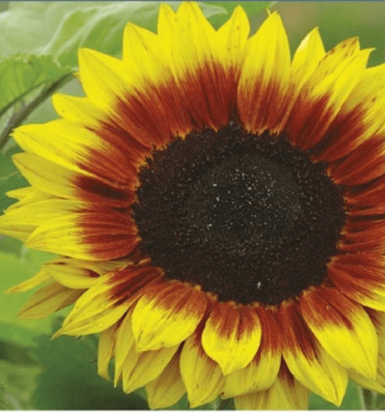 Hovedbilde Solsikke 'Solar Power' - Helianthus annuus