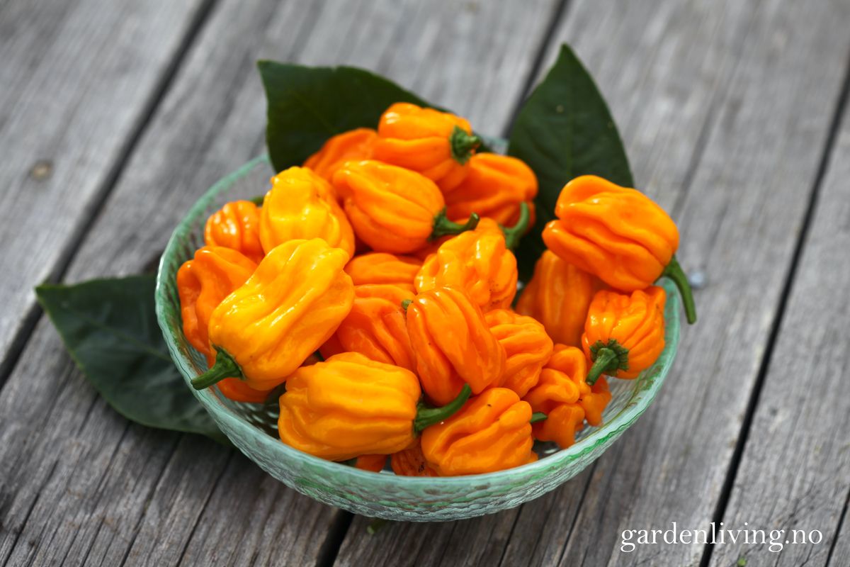 Chilipepper 'NuMex Suave Orange' - Capsicum chinense