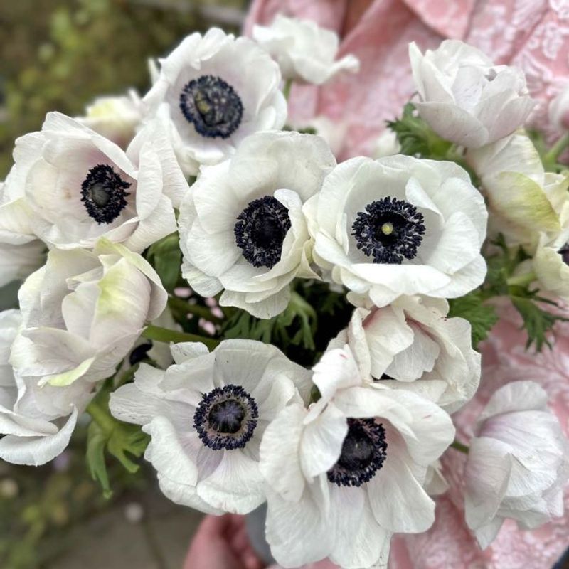 Kronsymre 'Mistral® Plus Panda Bianco' - Anemone coronaria, 7 stk