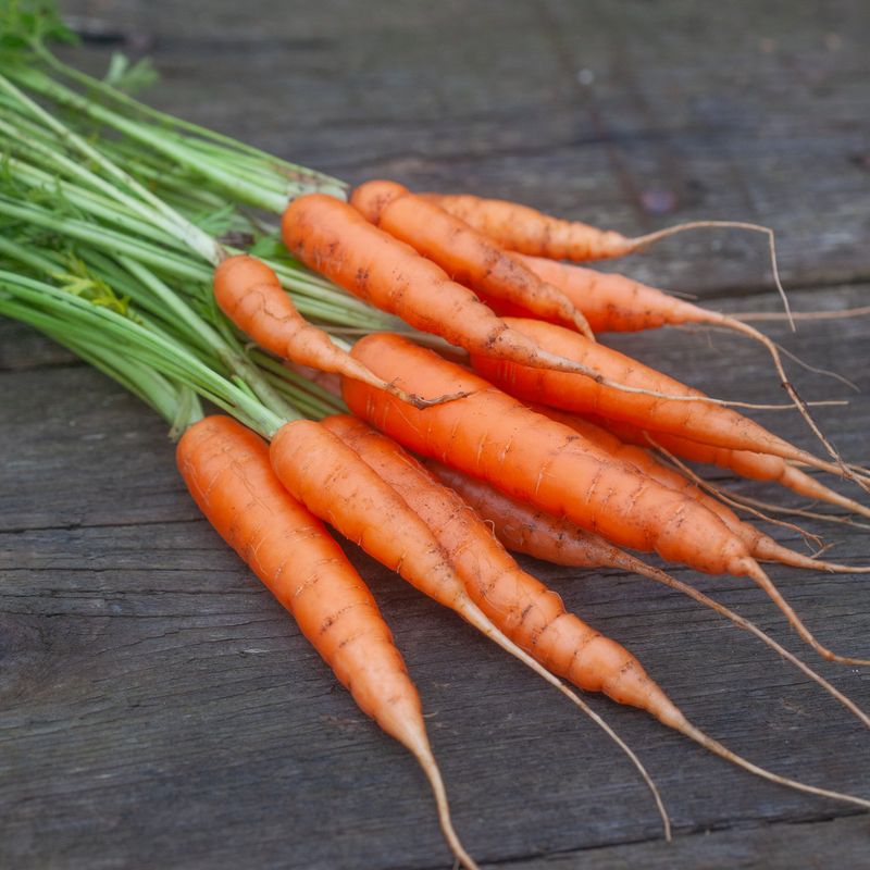 Gulrot 'Norfolk' - Daucus carota