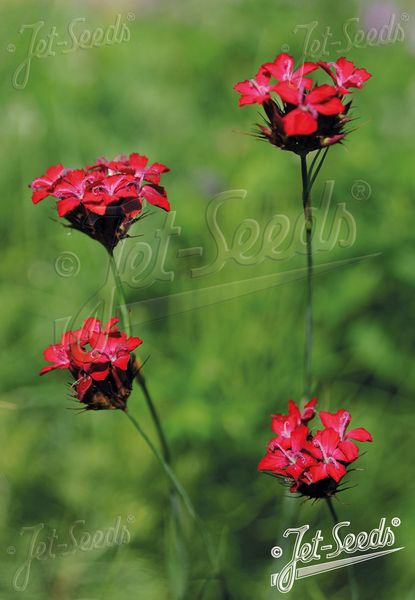 Hovedbilde Blodnellik - Dianthus cruentus