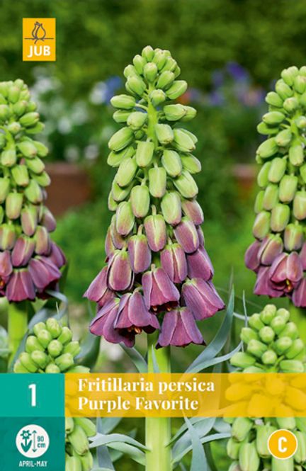 Hovedbilde Persiakrone 'Purple Favourite' - Fritillaria persica - 1 ...
