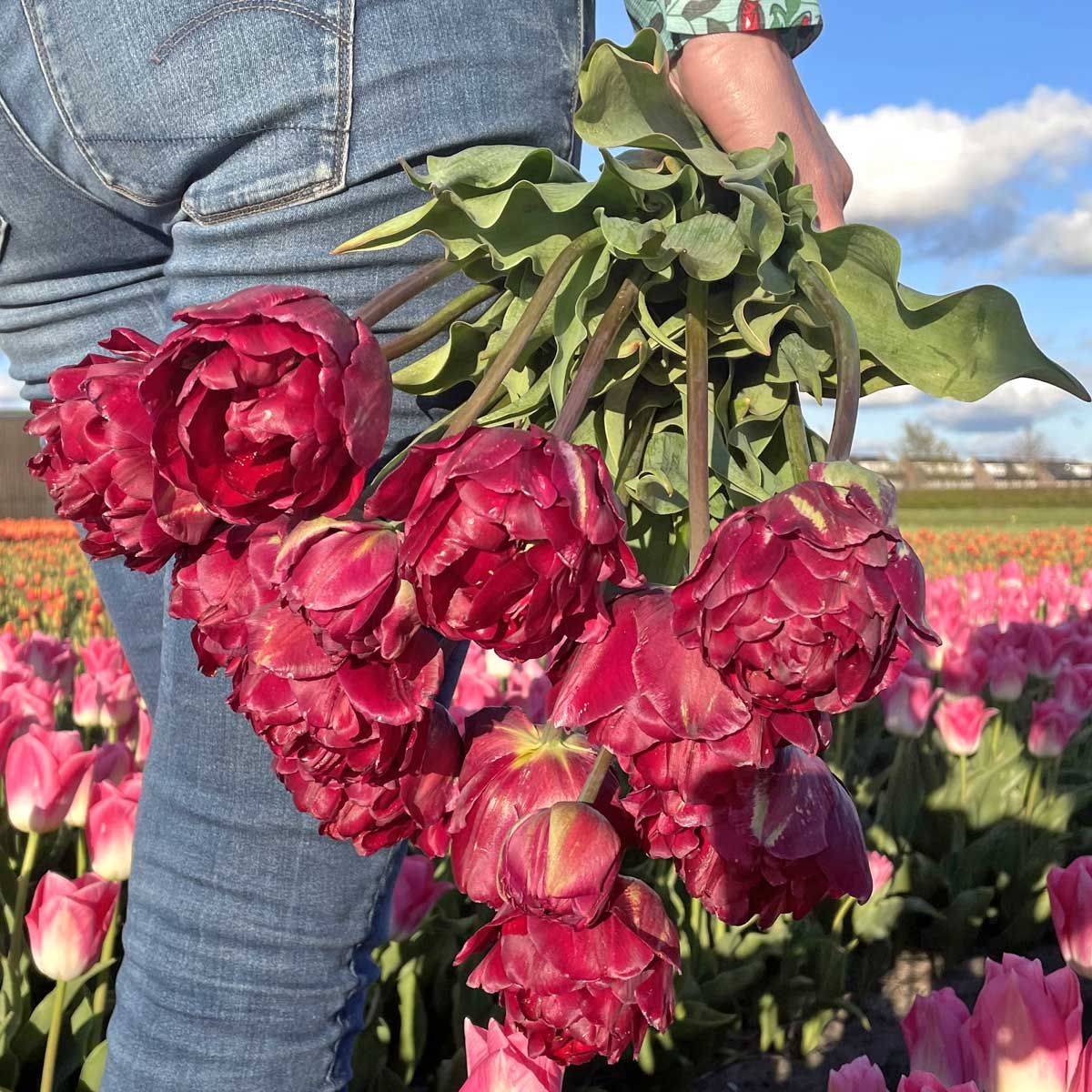 Tulipan 'Jinan', sen dobbel - 10 stk