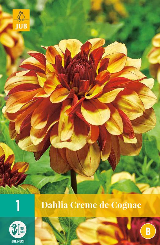 Georgine 'Creme de Cognac' - Dahlia x cultorum, 1 stk.