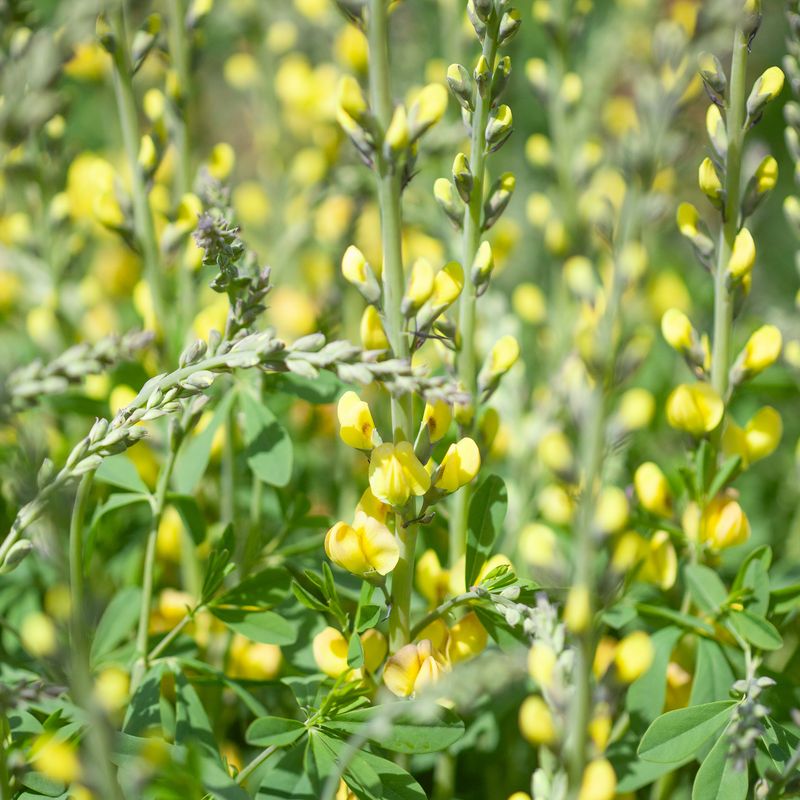 Fargeskolm 'Solar Flare' ™ - Baptisia