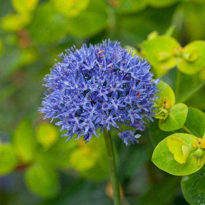 Hovedbilde Azurløk - Allium caeruleum - 15 stk 
