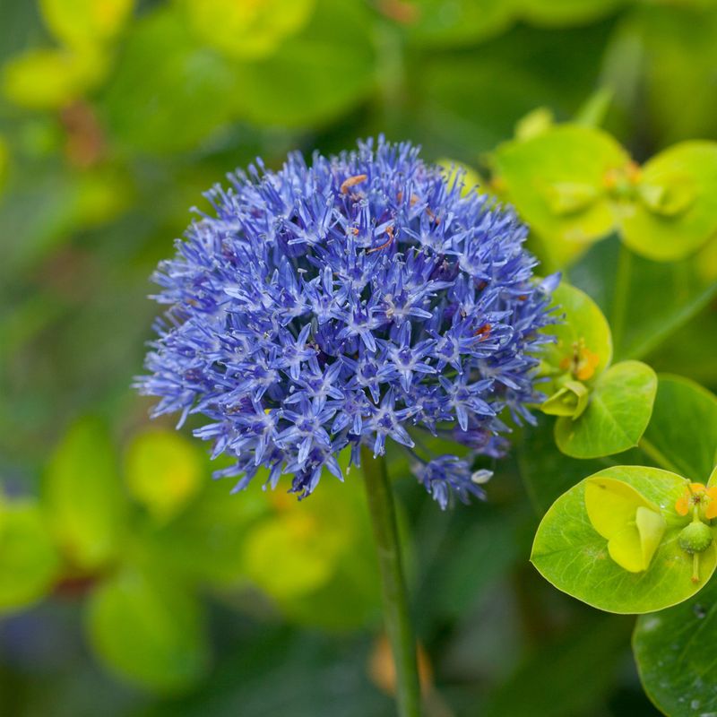 Azurløk - Allium caeruleum - 15 stk 