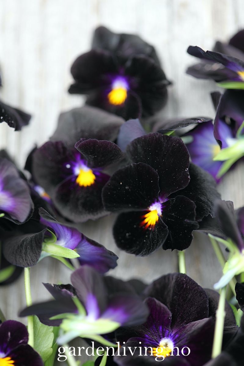 Stemorsblomst 'Back To Black', småblomstret - Viola x williamsii