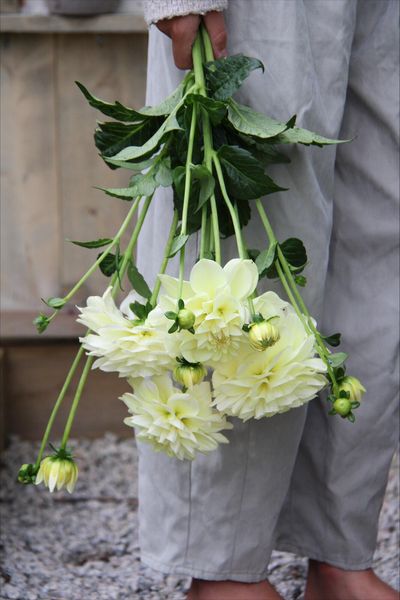 Hovedbilde Georgine 'Caramel Antique' - Dahlia x cultorum, 1 stk.