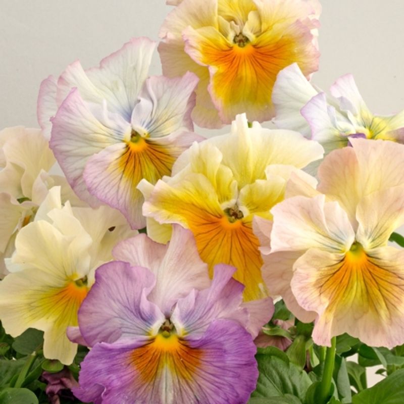 Stemorsblomst 'Flamenco Soft Azure Limonetto’ - Viola