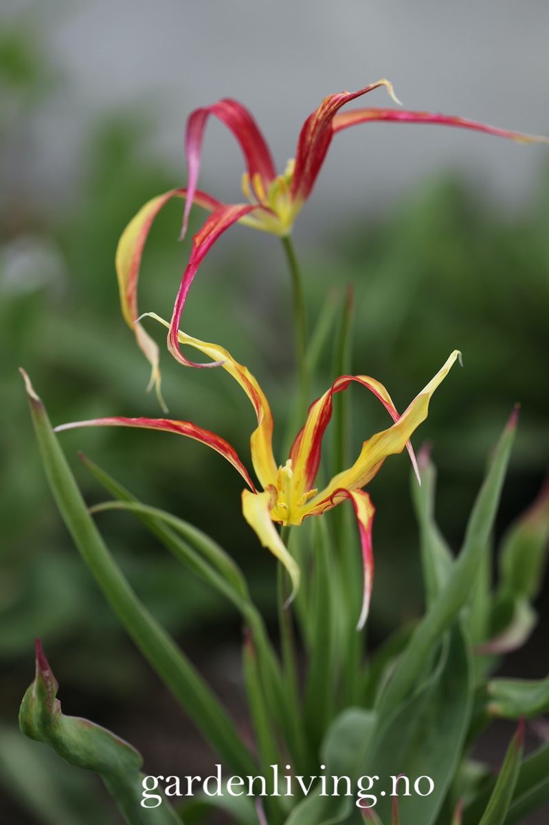 Tulipa acuminata - 1 stk 