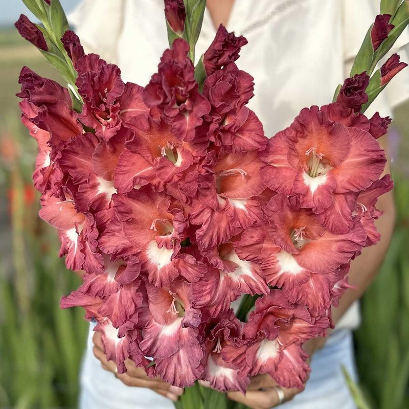 Gladiol 'Tiramisu' - Gladiolus, 10 stk.