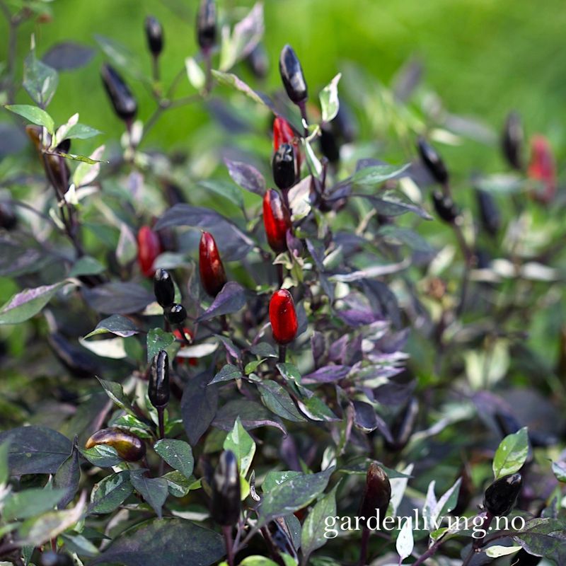 Chilipepper 'Calico' - Capsicum annuum