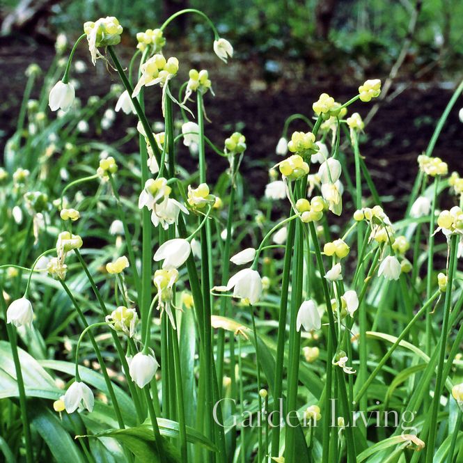 Hovedbilde Allium paradoxum var. normale - 4 stk
