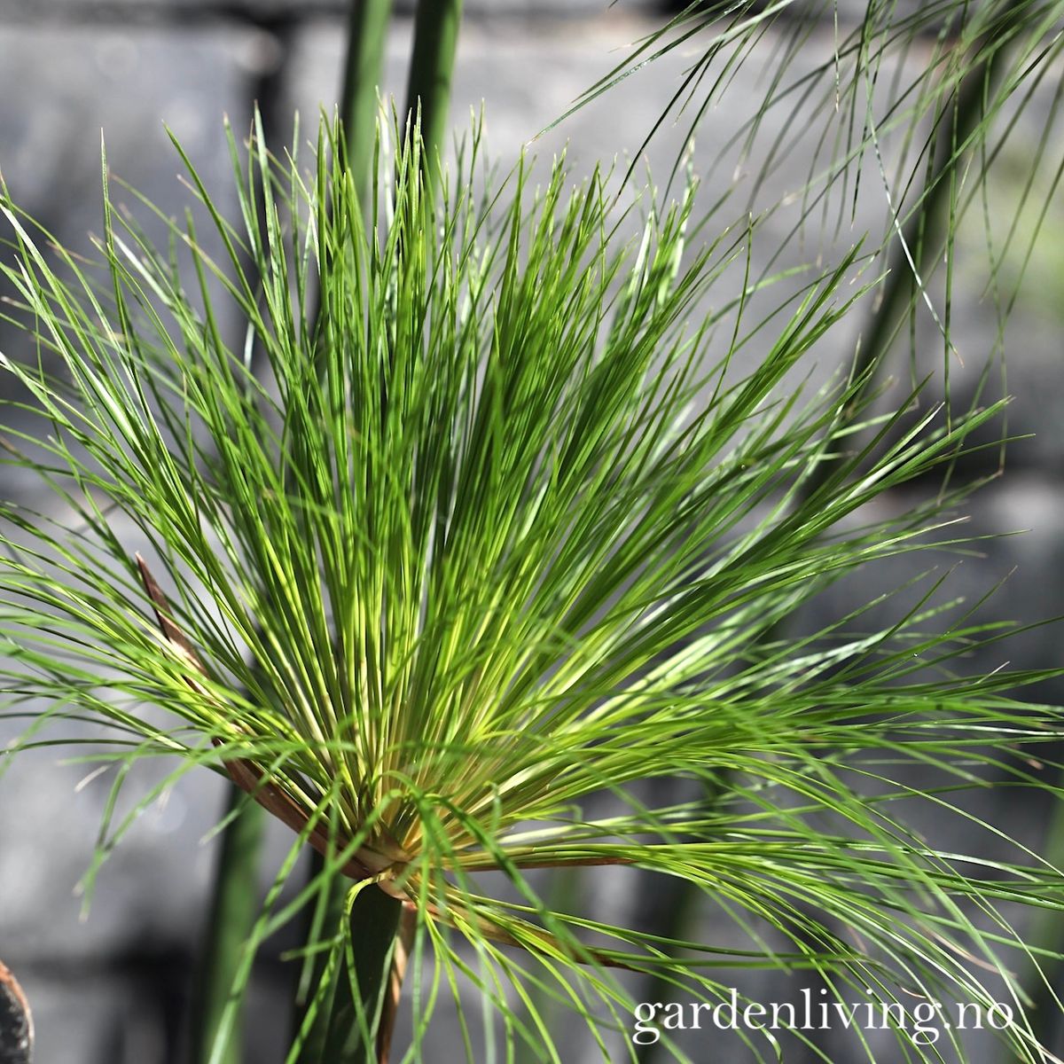 Papyrus - Cyperus papyrus