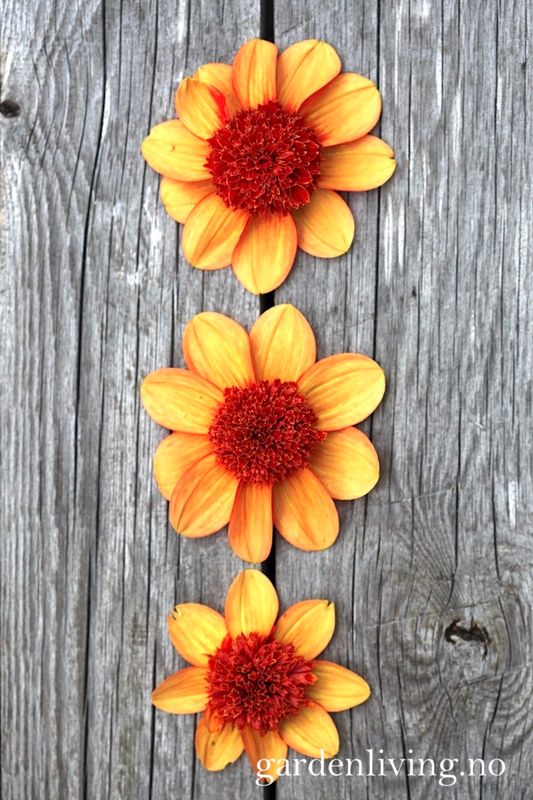 Georgine 'Josie - Dahlia x cultorum, 1 stk.