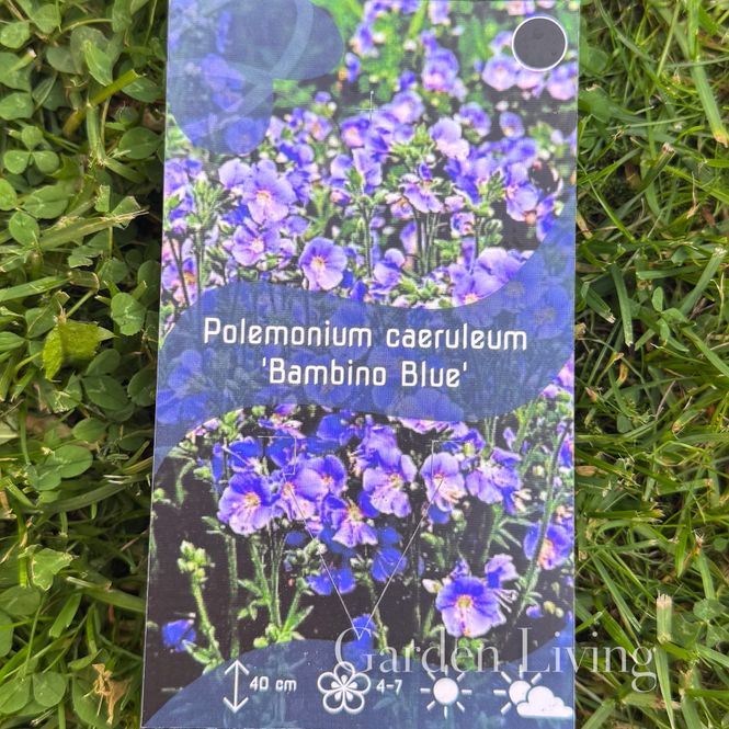 Hovedbilde Fjellflokk 'Bambino Blue' - Polemonium caeruleum
