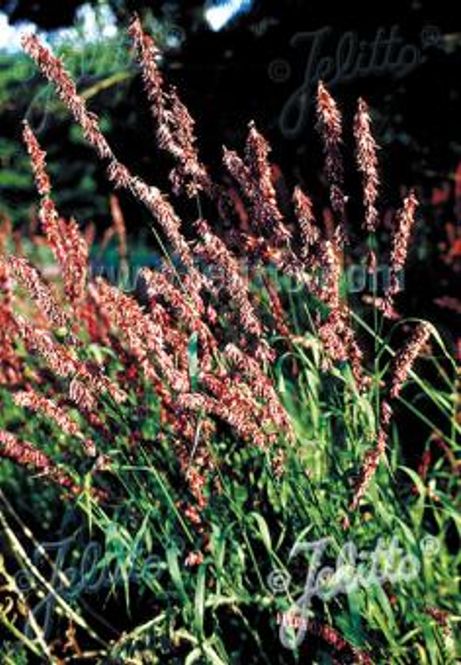 Hovedbilde Bleikhengeaks - Melica altissima var. atropurpurea