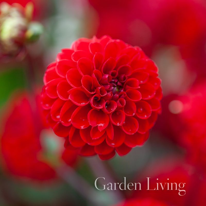 Georgine 'Viking' - Dahlia x cultorum, 1 stk.