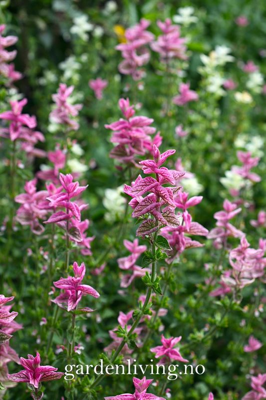 Dusksalvie 'Say So Rose' - Salvia viridis