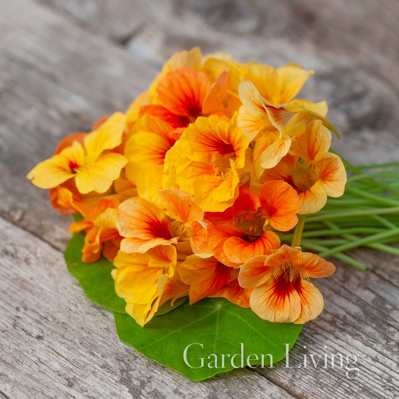 Blomkarse 'Salmon Baby' - Tropaeolum majus, lav