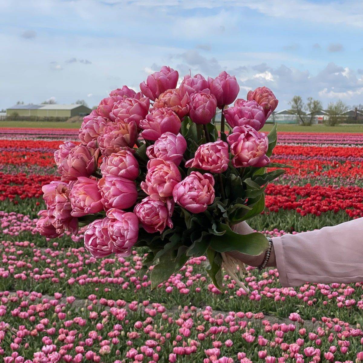 Tulipan 'Pink Star’, sen dobbel - 10 stk