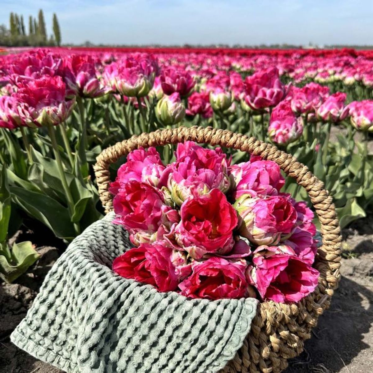 Tulipan 'Wicked in Pink', sen dobbel - 10 stk