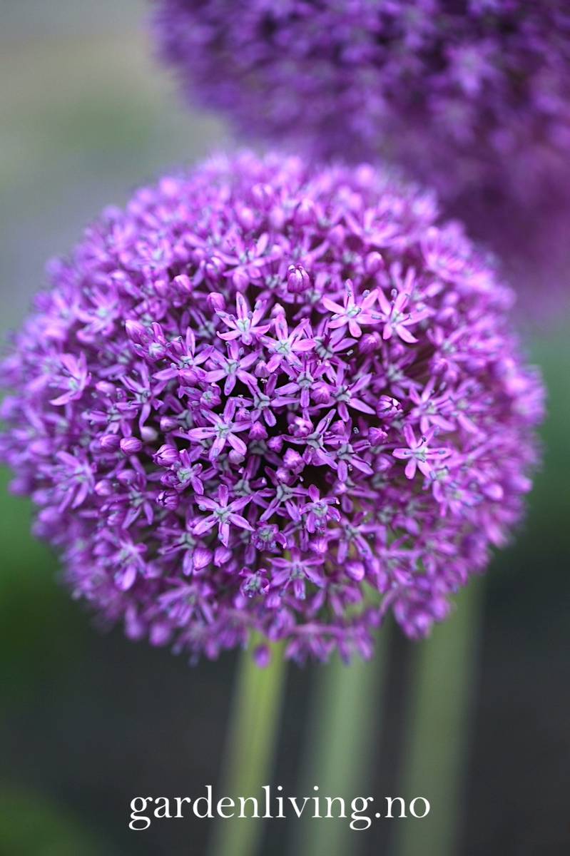 Kjempeløk 'Ambassador' - Allium giganteum - 1 stk