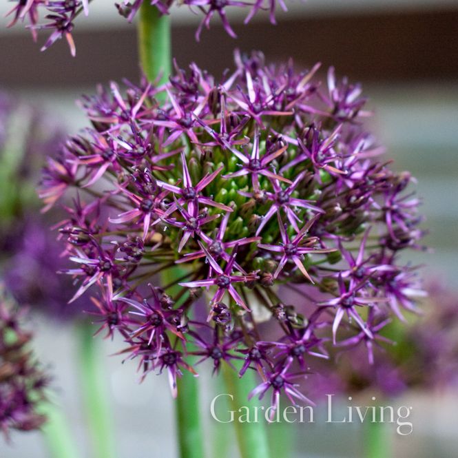 Hovedbilde Prydløk 'Firmament' - Allium - 1 stk