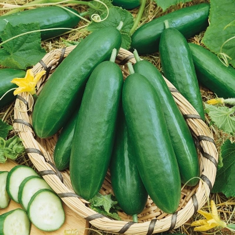 Slangeagurk 'Mini Sprint' F1 mini - Cucumis sativus